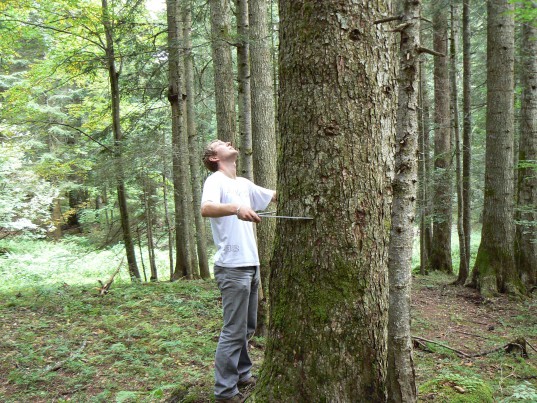 Un homme mesure le diamètre d'un arbre à l'aide d'un compas forestier